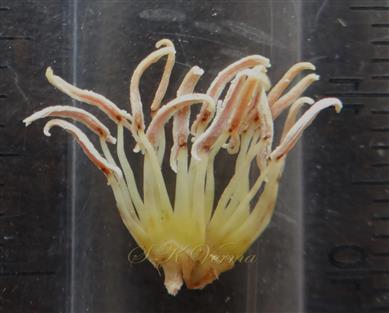 Stamens-Monoadelphous